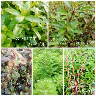 (水草･水上葉)　赤系５種セット(アクアリウム)