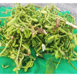 兵庫県産・黒大豆の枝豆５ｋ(野菜)