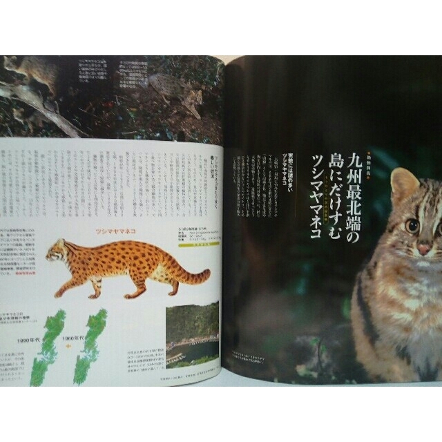 絶版◇◇週刊日本の天然記念物1 イリオモテヤマネコ◇◇西表島 絶版◇◇週刊日本の天然記念物1 イリオモテヤマネコ◇◇西表島