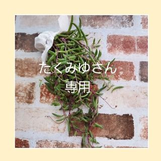 「たくみゆ」さん専用　/多肉植物　ルビーネックレス　たっぷり200gと多肉セット(その他)