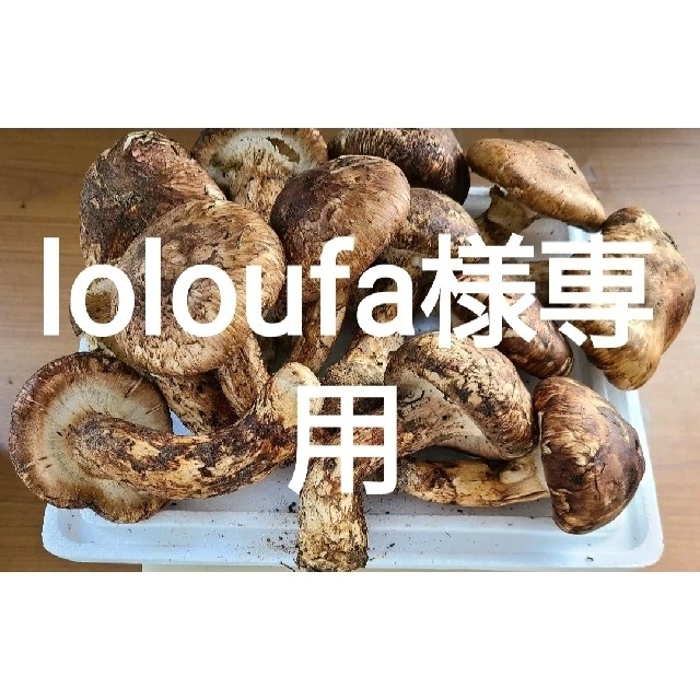 中国産 【天然 つぼみ、半開き 松茸 1kg】 5～12本 食品/飲料/酒の食品(野菜)の商品写真