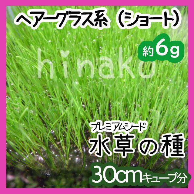 希少 水草の種 ヘアーグラス系 ショート 日本公式品