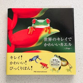 世界のキレイでかわいいカエル Ｆｒｏｇｓ(趣味/スポーツ/実用)