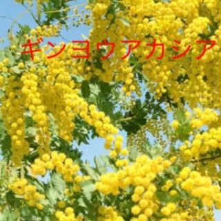 ポットごと発送⭐︎ミモザ　苗⭐︎ギンヨウアカシア(ドライフラワー)