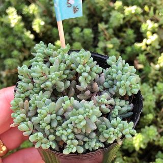 多肉植物　パープルヘイズ  ６cm ポット　⑤(その他)