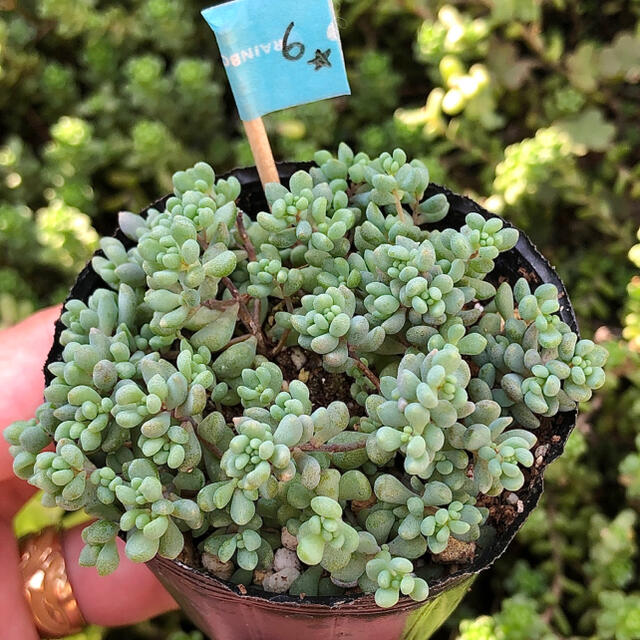 多肉植物 パープルヘイズ 6cm ポット ⑥の通販 by pariʚ