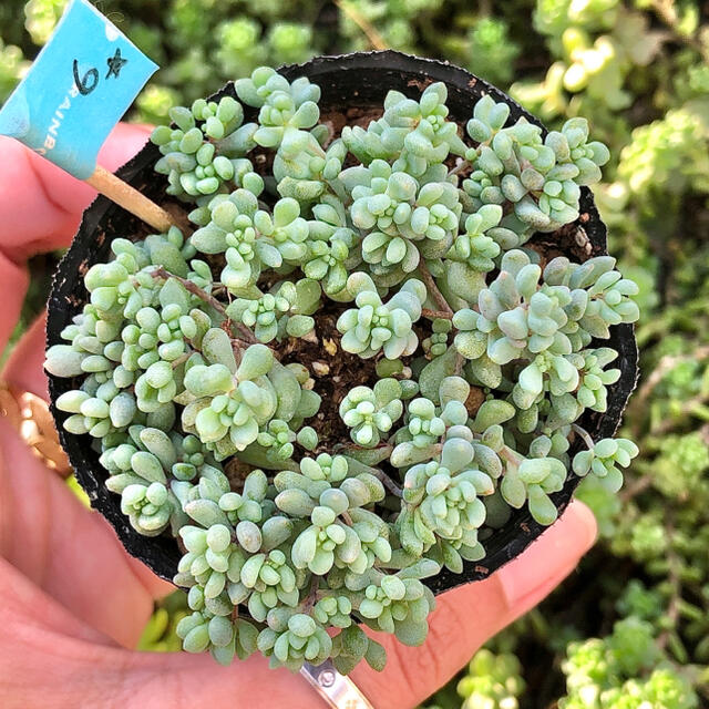 多肉植物 パープルヘイズ 6cm ポット ⑥の通販 by pariʚ