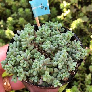 多肉植物　パープルヘイズ  ６cm ポット　⑥(その他)