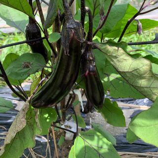 無農薬秋野菜セット　サイズ80(野菜)