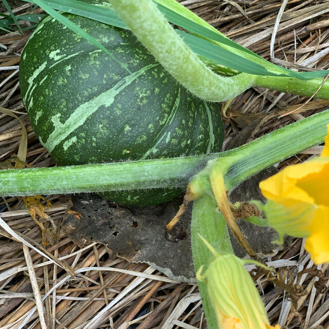 無農薬秋野菜セット　サイズ60 食品/飲料/酒の食品(野菜)の商品写真