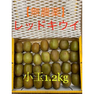 【無農薬】レインボーレッドキウイ☆小玉訳あり約1.2kg★未完熟品(フルーツ)