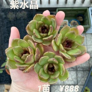 【大特価】レア！　エケベリア　紫水晶　多肉植物　韓国苗　カット苗(その他)