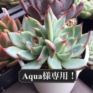 多肉植物　Aqua様専用ページ！！(その他)