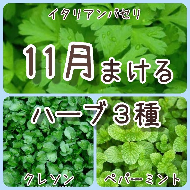 【ハーブの種】11月まき 3種 150粒 種子 その他のその他(その他)の商品写真