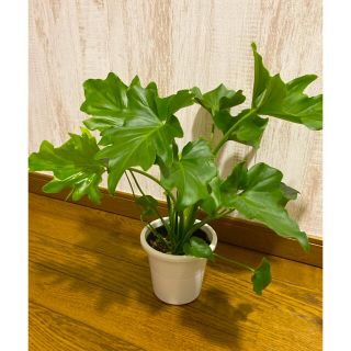 観葉植物　セローム　苗(プランター)