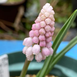 Muscari Pink Sunrise ムスカリ ピンク サンライズ 球根(その他)