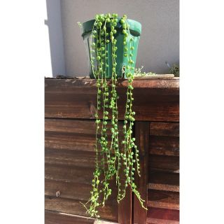 多肉植物　グリーンネックレス(その他)