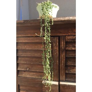 多肉植物　グリーンネックレス(その他)
