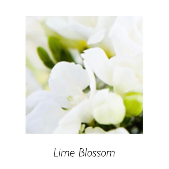 ✳︎Lime Blossom ライムブロッサム✳︎ 20ml プロリテック コスメ/美容のリラクゼーション(アロマオイル)の商品写真