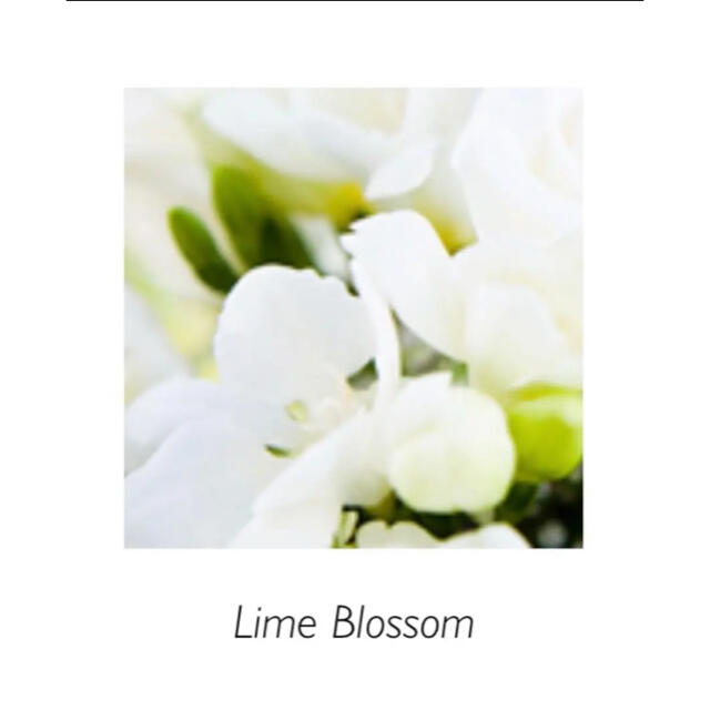 ✳︎✳︎Lime Blossom ライムブロッサム　25ml ✳︎✳︎ コスメ/美容のリラクゼーション(アロマオイル)の商品写真