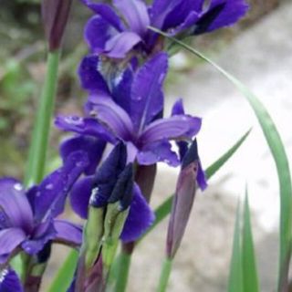 菖蒲種100粒　　とおまけの種(その他)