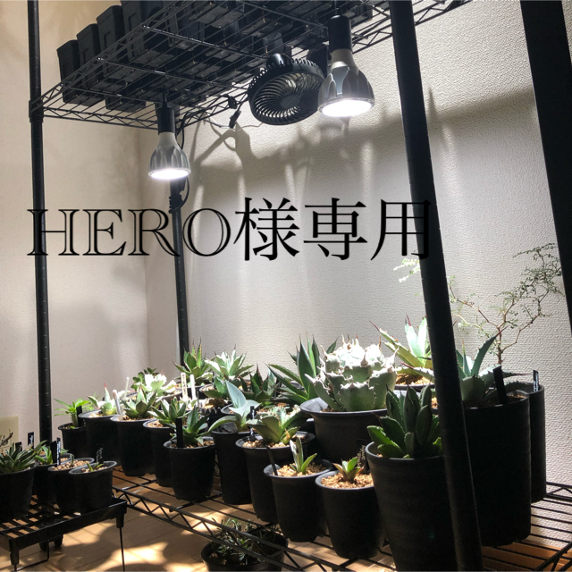 HERO様専用　アガベ ハンドメイドのフラワー/ガーデン(その他)の商品写真