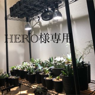 HERO様専用　アガベ(その他)