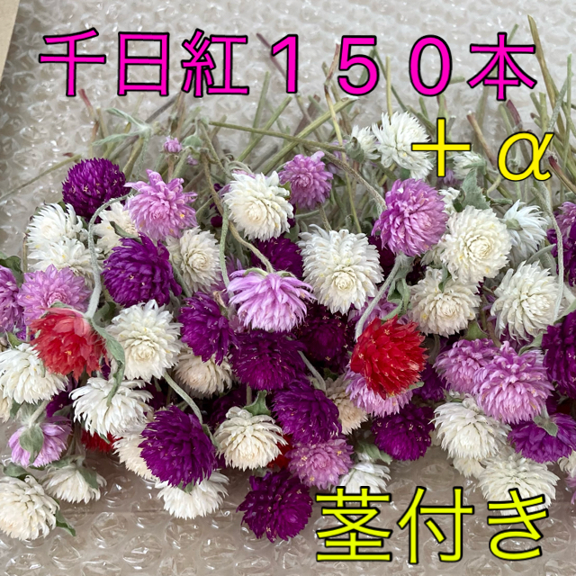 千日紅・茎付き【10cmほど】150本+‪α‬ ハンドメイドのフラワー/ガーデン(ドライフラワー)の商品写真