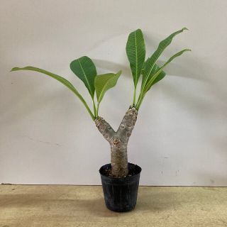 (観葉植物)沖縄から！プルメリアの苗2又(送料込み)(その他)