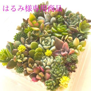 はるみ様　専用商品　多肉植物　セダム⭐︎その他カット苗パック　15種類以上(その他)