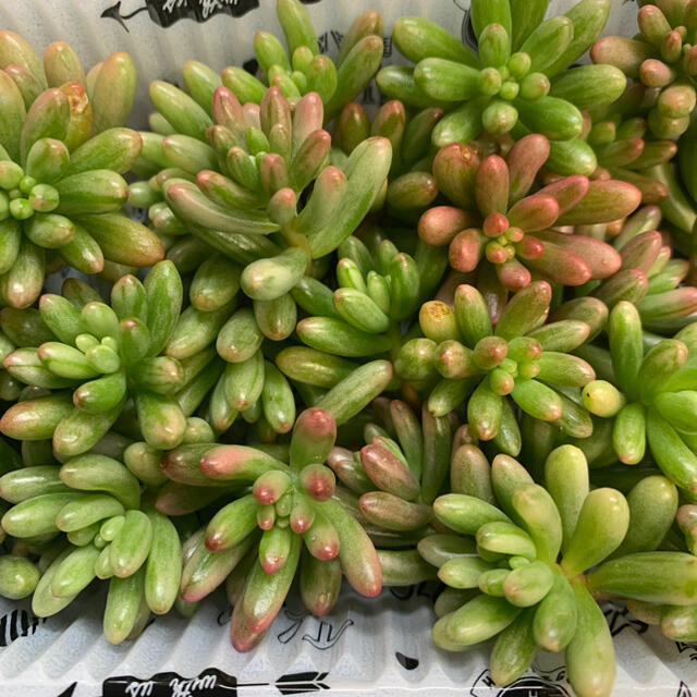 多肉植物 セダム オーロラ カット苗 30個