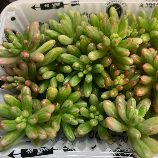 多肉植物 セダム オーロラ カット苗 30個