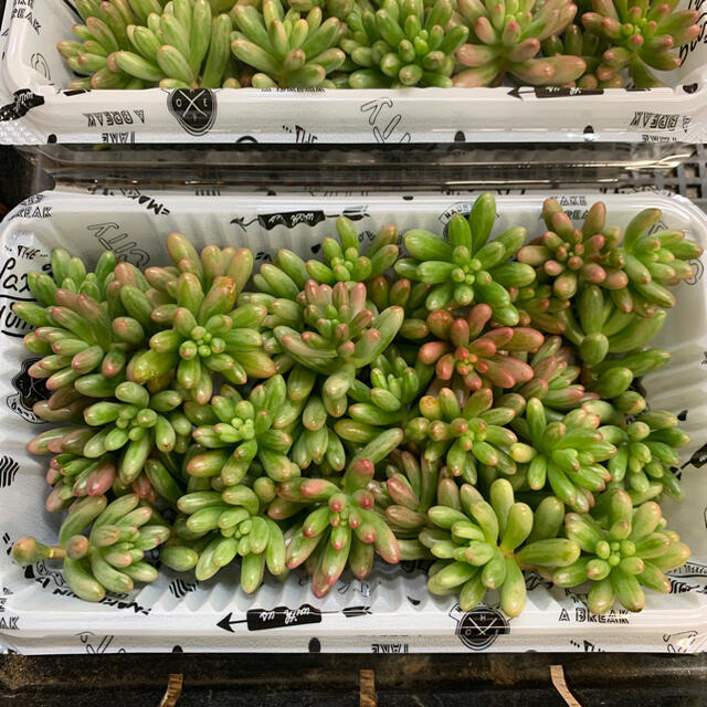 多肉植物 セダム オーロラ カット苗 30個