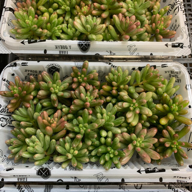 多肉植物 セダム オーロラ カット苗 30個