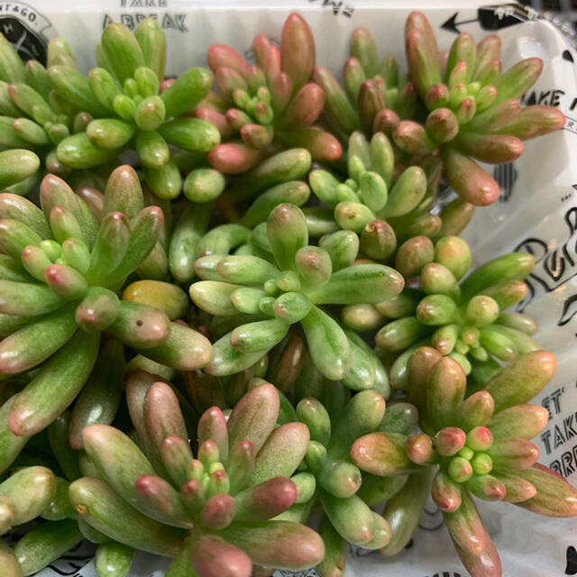 多肉植物 セダム オーロラ カット苗 30個