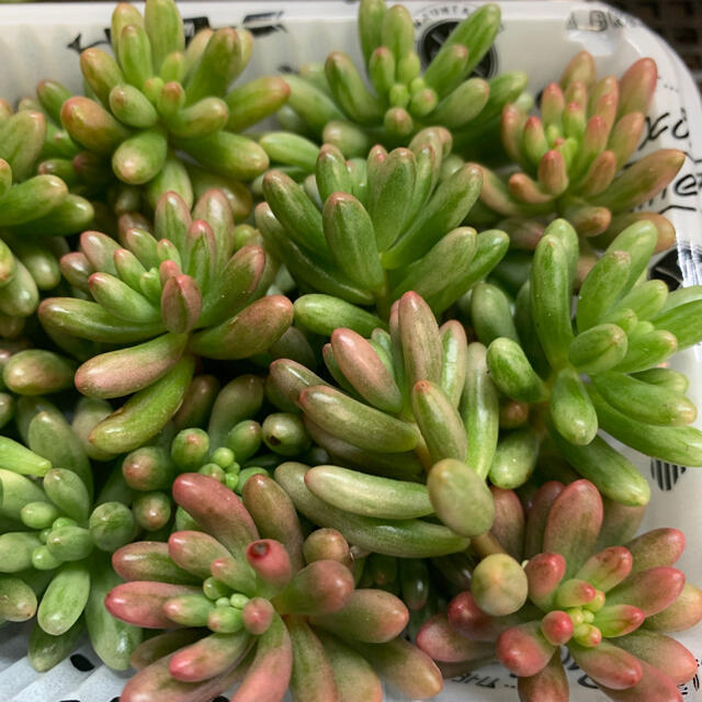 多肉植物 セダム オーロラ カット苗 30個
