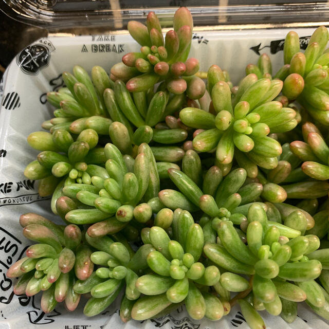 多肉植物 セダム オーロラ カット苗 30個