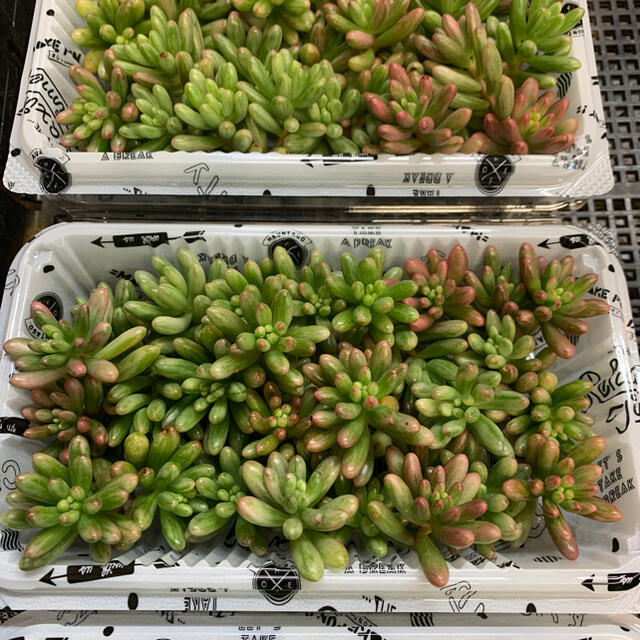 多肉植物 セダム オーロラ カット苗 30個