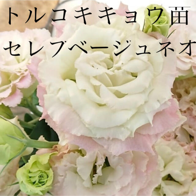トルコキキョウ【ユーストマ】苗 セレブベージュネオの通販 by トルコキキョウ【ユーストマ】苗 セレブベージュネオの通販 by