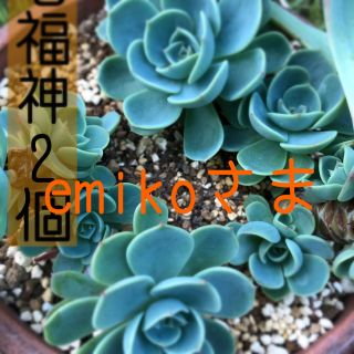 多肉植物 ❁ emiloさま(その他)