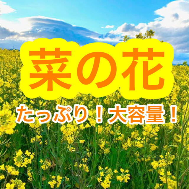 【最安値】菜の花 種 21g（大容量！6300粒以上！）【説明書つき】 ハンドメイドのフラワー/ガーデン(その他)の商品写真