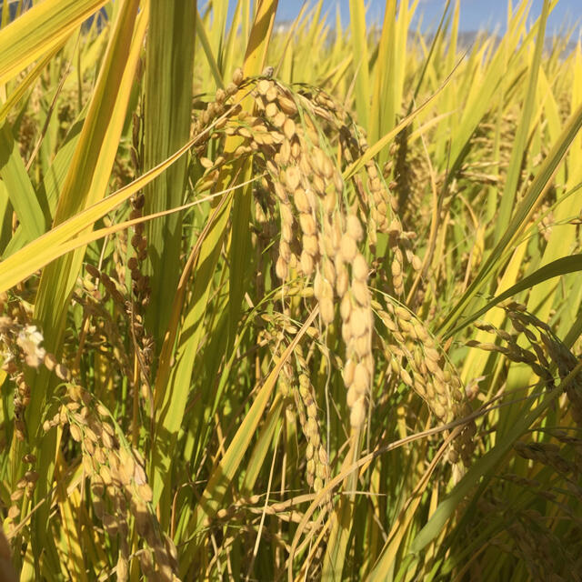 ② 令和２年産○無農薬○岡山産○レンゲ米○ヒノヒカリ○20kg○ひのひかりヒノヒカリ産地