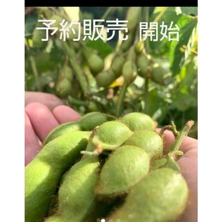 丹波篠山産 黒枝豆  約600g強(野菜)