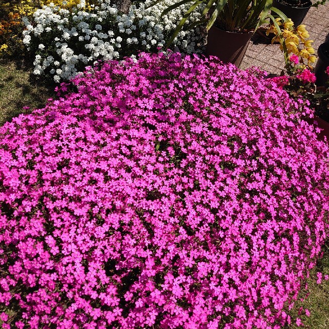 お花の種　シレネ　ピンクパンサー ハンドメイドのフラワー/ガーデン(プランター)の商品写真