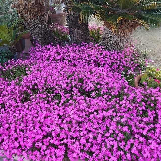 お花の種　シレネ　ピンクパンサー ハンドメイドのフラワー/ガーデン(プランター)の商品写真