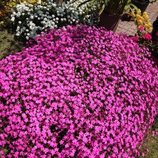 お花の種　シレネ　ピンクパンサー(プランター)