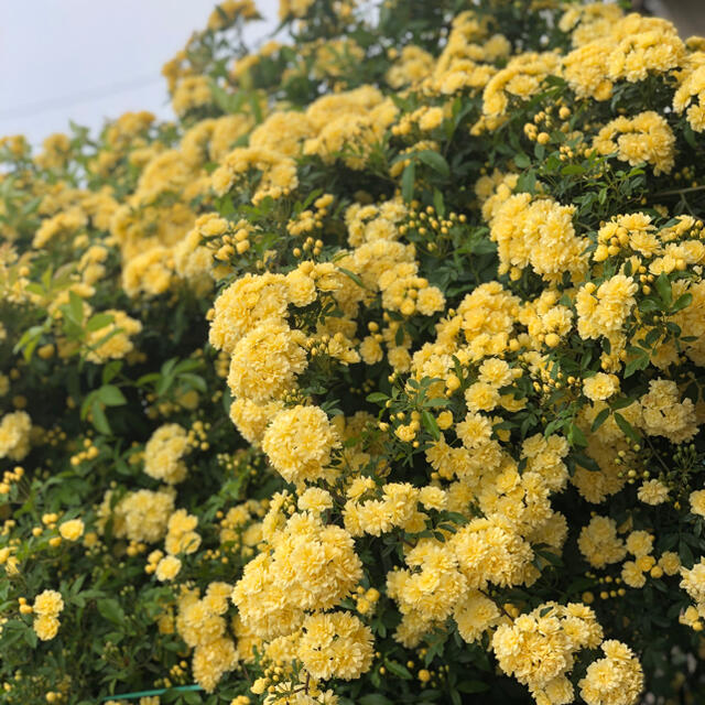 モッコウバラ 木工薔薇 挿し木 根付き 黄色 ハンドメイドのフラワー/ガーデン(その他)の商品写真