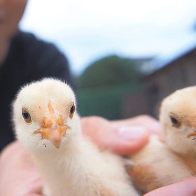 平飼い卵10個入り詰合わせ(名古屋コーチン、ボリスブラウン、岡崎おうはん、軍鶏) 食品/飲料/酒の食品(その他)の商品写真