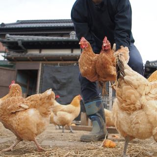 平飼い卵10個入り詰合わせ(名古屋コーチン、ボリスブラウン、岡崎おうはん、軍鶏)(その他)