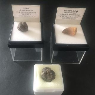 三葉虫の化石　モササウルスの歯　3個セット(その他)